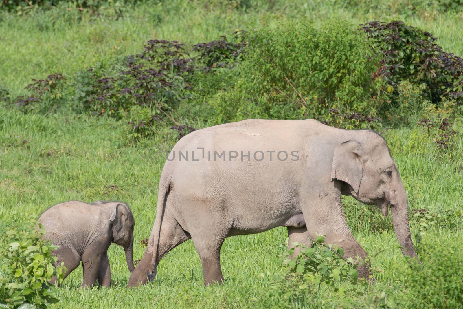 Asian elephants are the largest living land animals in Asia.Asian elephants are highly intelligent and self-aware.