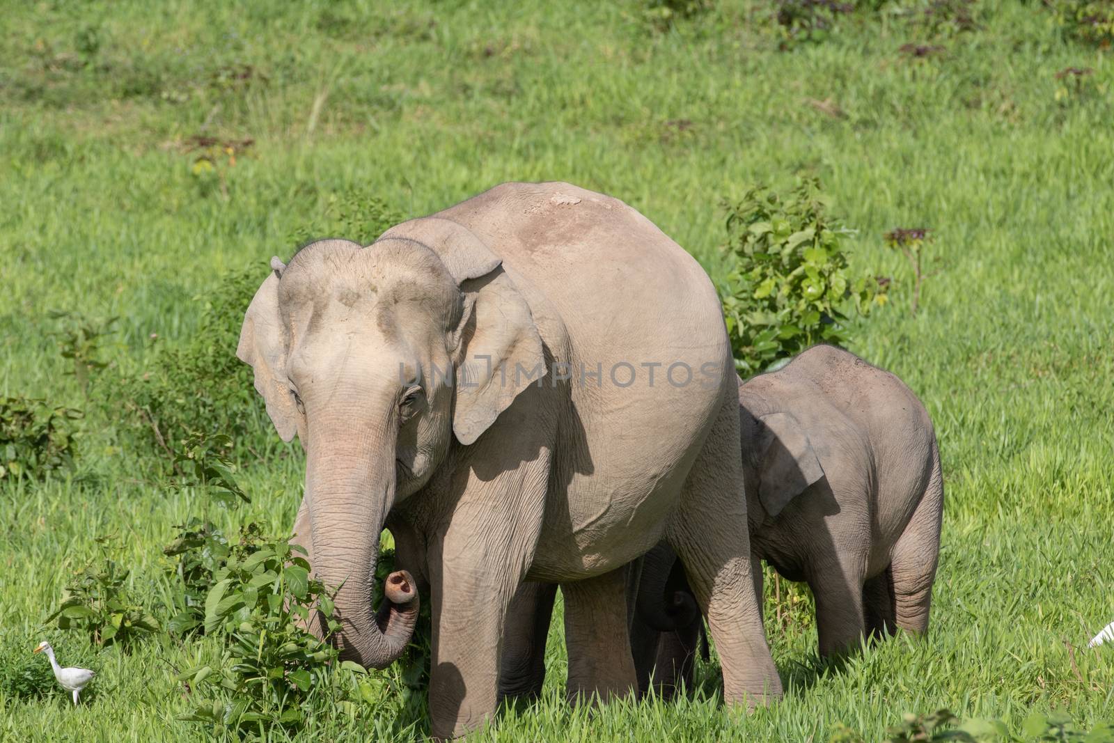 Asiatic Elephant is big five animal in asia by visanuwit