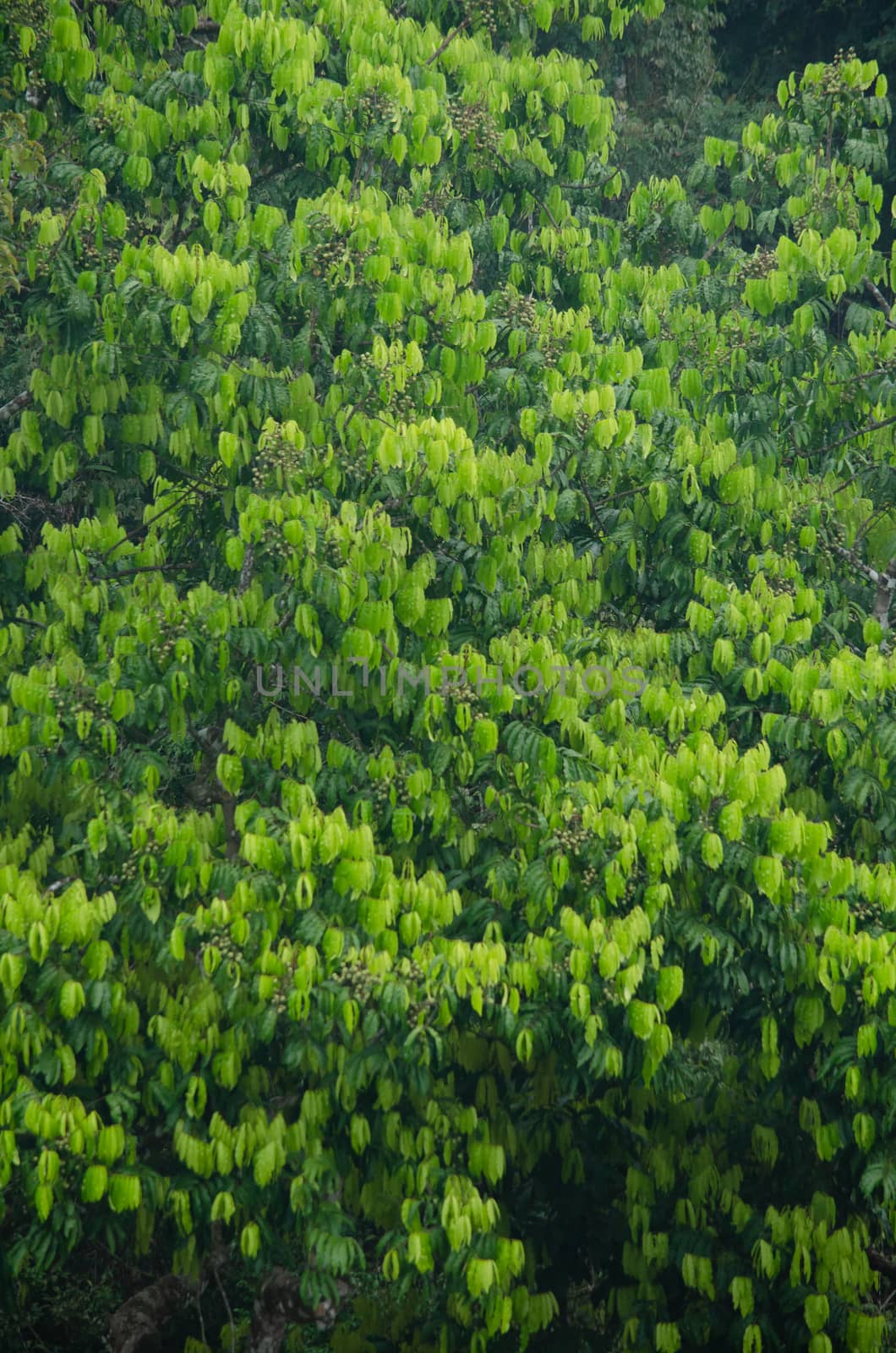 landscape nature have green plant and tree at rain forest mountain .its good place for outdoor travel on vacation or holidays in thailand.