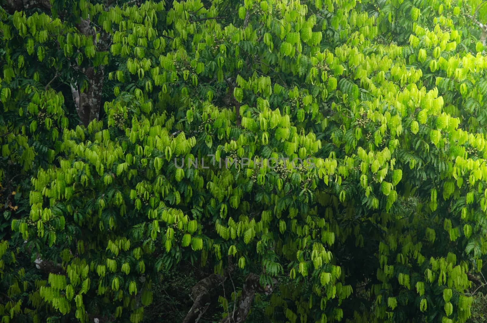 landscape nature have green plant and tree at rain forest mountain .its good place for outdoor travel on vacation or holidays in thailand.