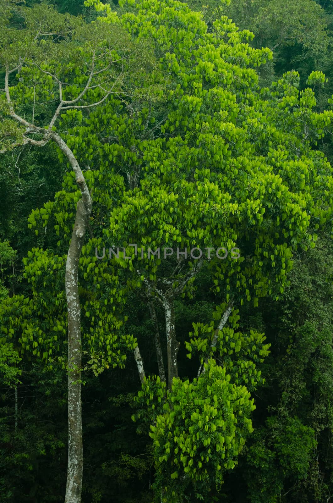 landscape nature have green plant and tree at rain forest mountain .its good place for outdoor travel on vacation or holidays in thailand.