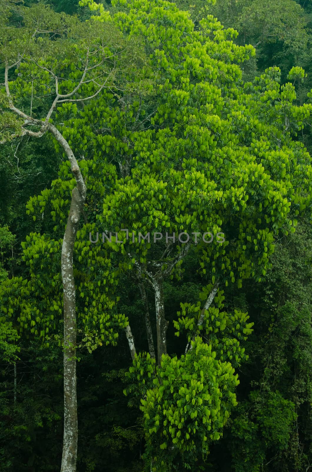 landscape nature have green plant and tree at rain forest mountain .its good place for outdoor travel on vacation or holidays in thailand.
