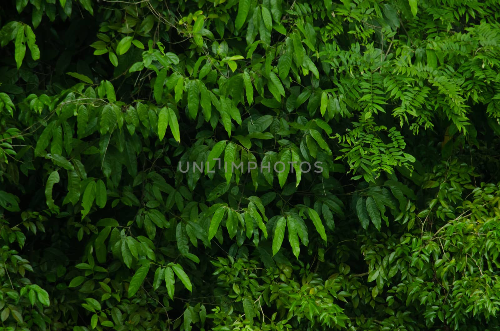 landscape nature have green plant and tree at rain forest mountain .its good place for outdoor travel on vacation or holidays in thailand.