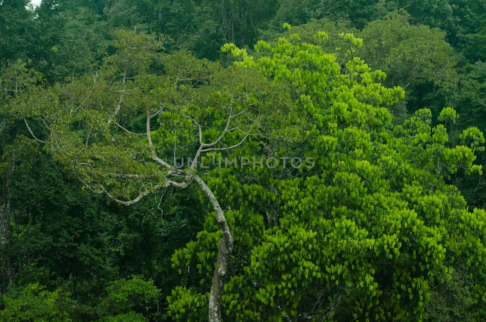 landscape nature have green plant and tree at rain forest mountain .its good place for outdoor travel on vacation or holidays in thailand.