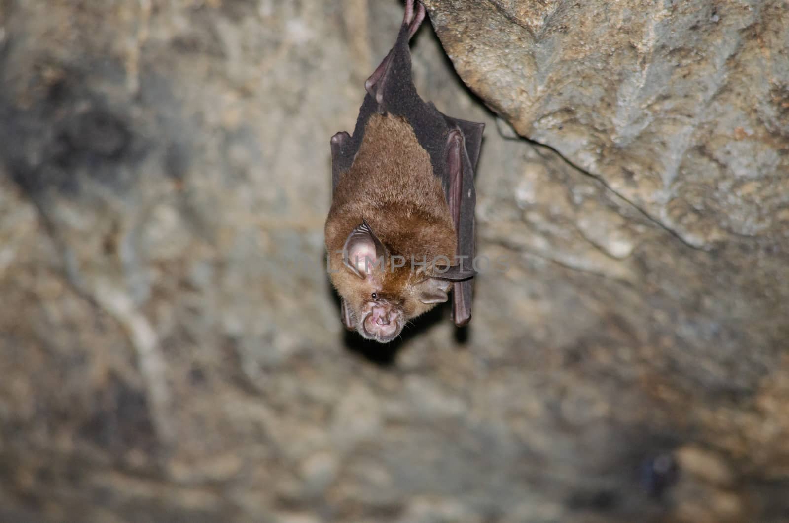 esser false vampire bat  are sleeping in the cave hanging on the ceiling period midday