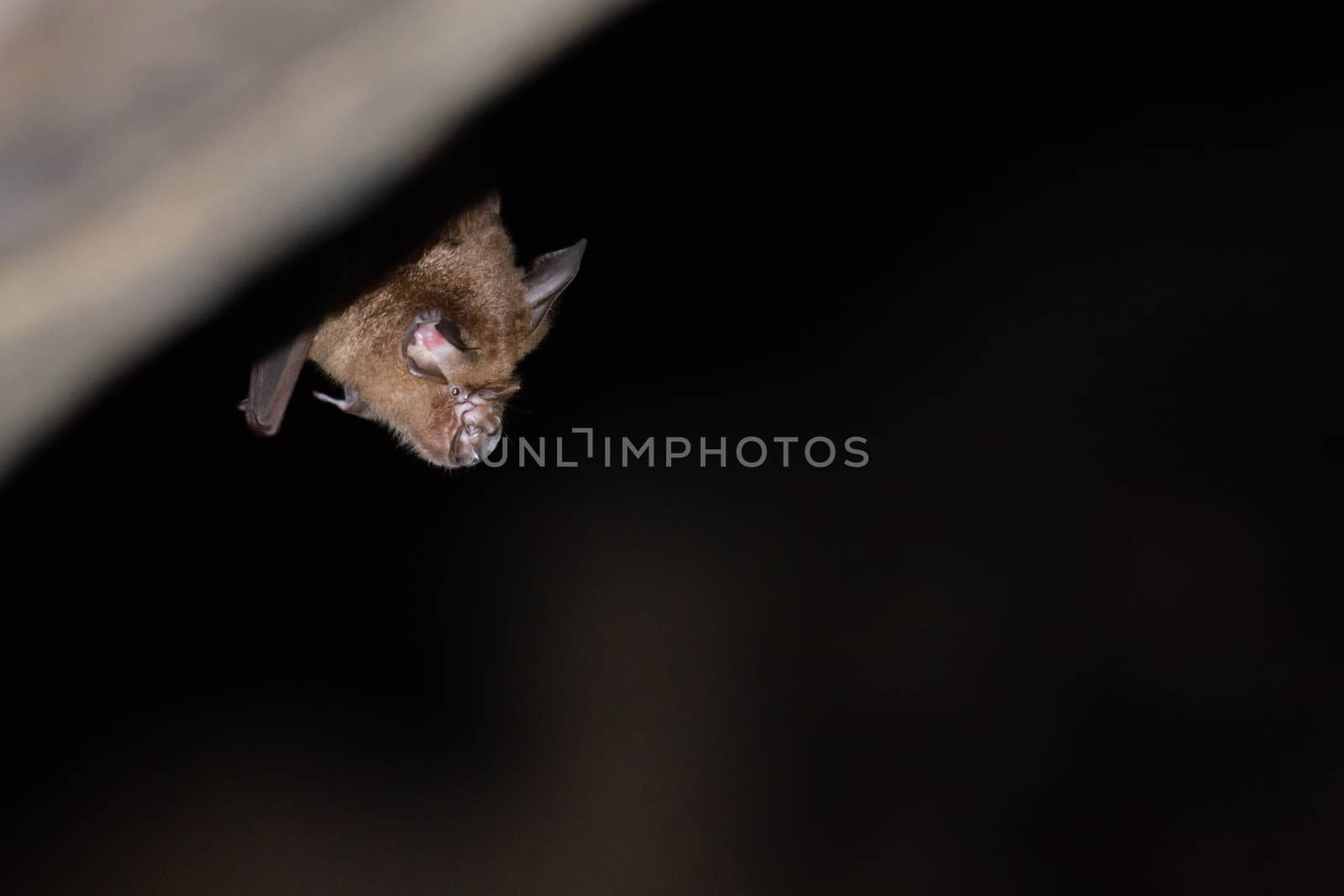 esser false vampire bat  are sleeping in the cave hanging on the ceiling period midday