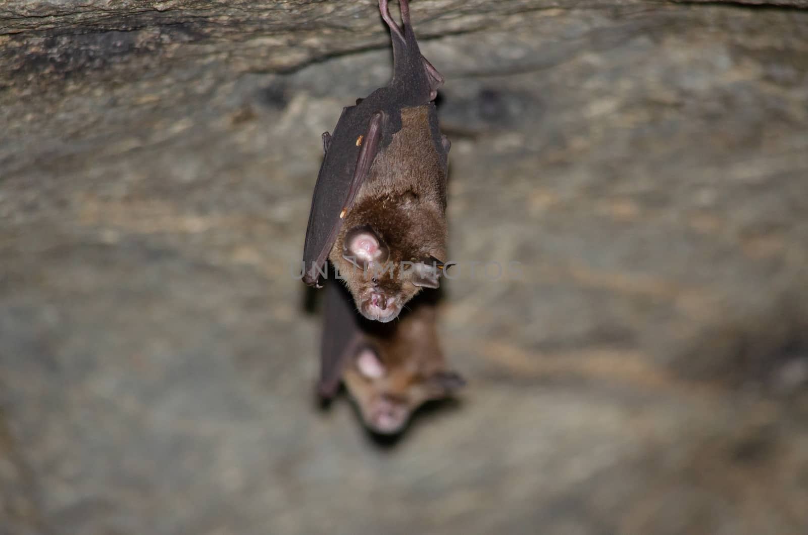 esser false vampire bat  are sleeping in the cave hanging on the ceiling period midday