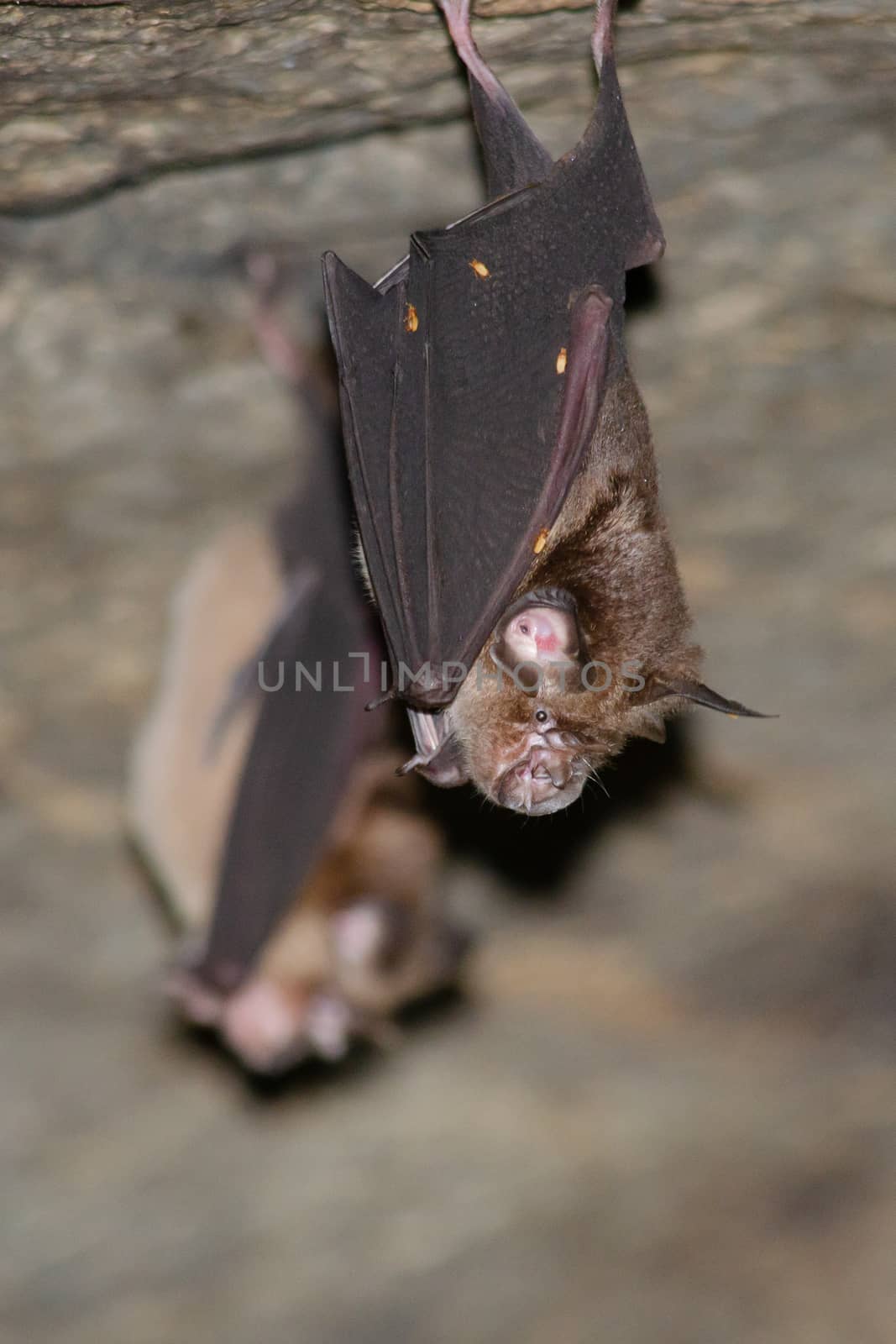 esser false vampire bat  are sleeping in the cave hanging on the ceiling period midday