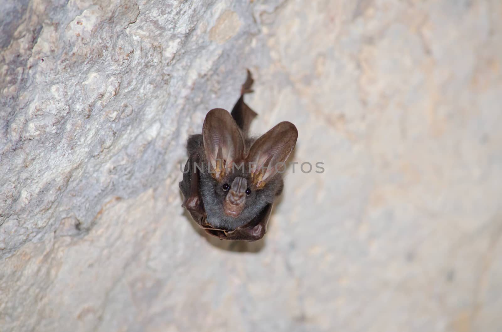 esser false vampire bat  are sleeping in the cave hanging on the ceiling period midday