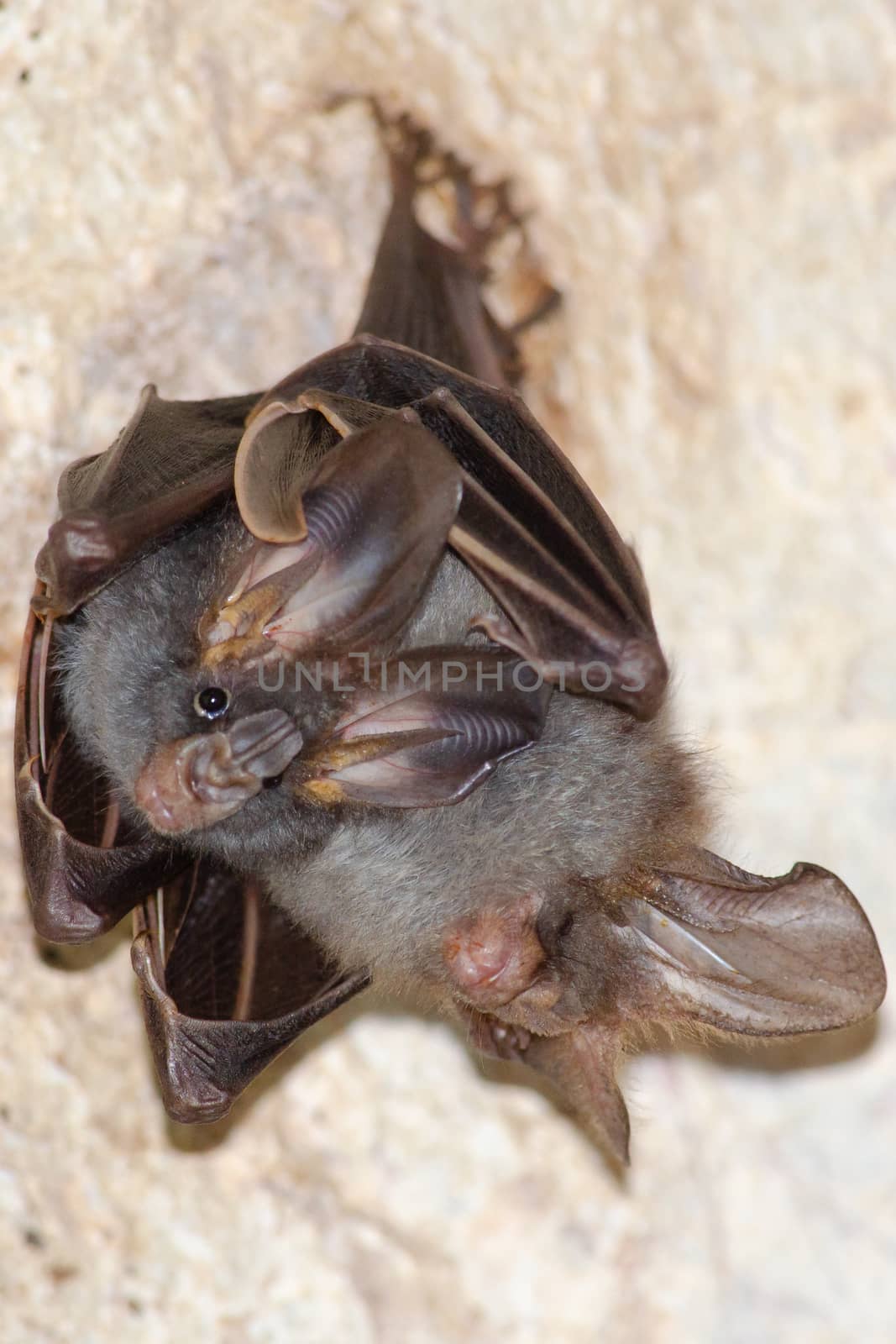 esser false vampire bat  are sleeping in the cave hanging on the ceiling period midday