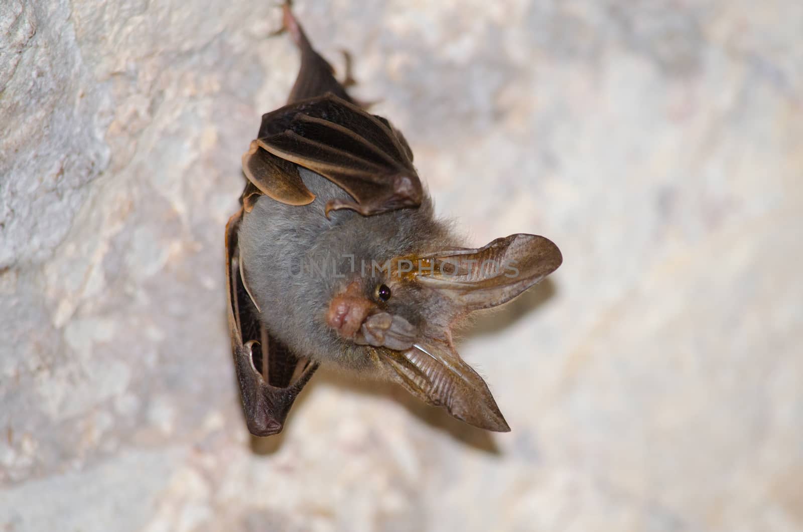 esser false vampire bat  are sleeping in the cave hanging on the ceiling period midday