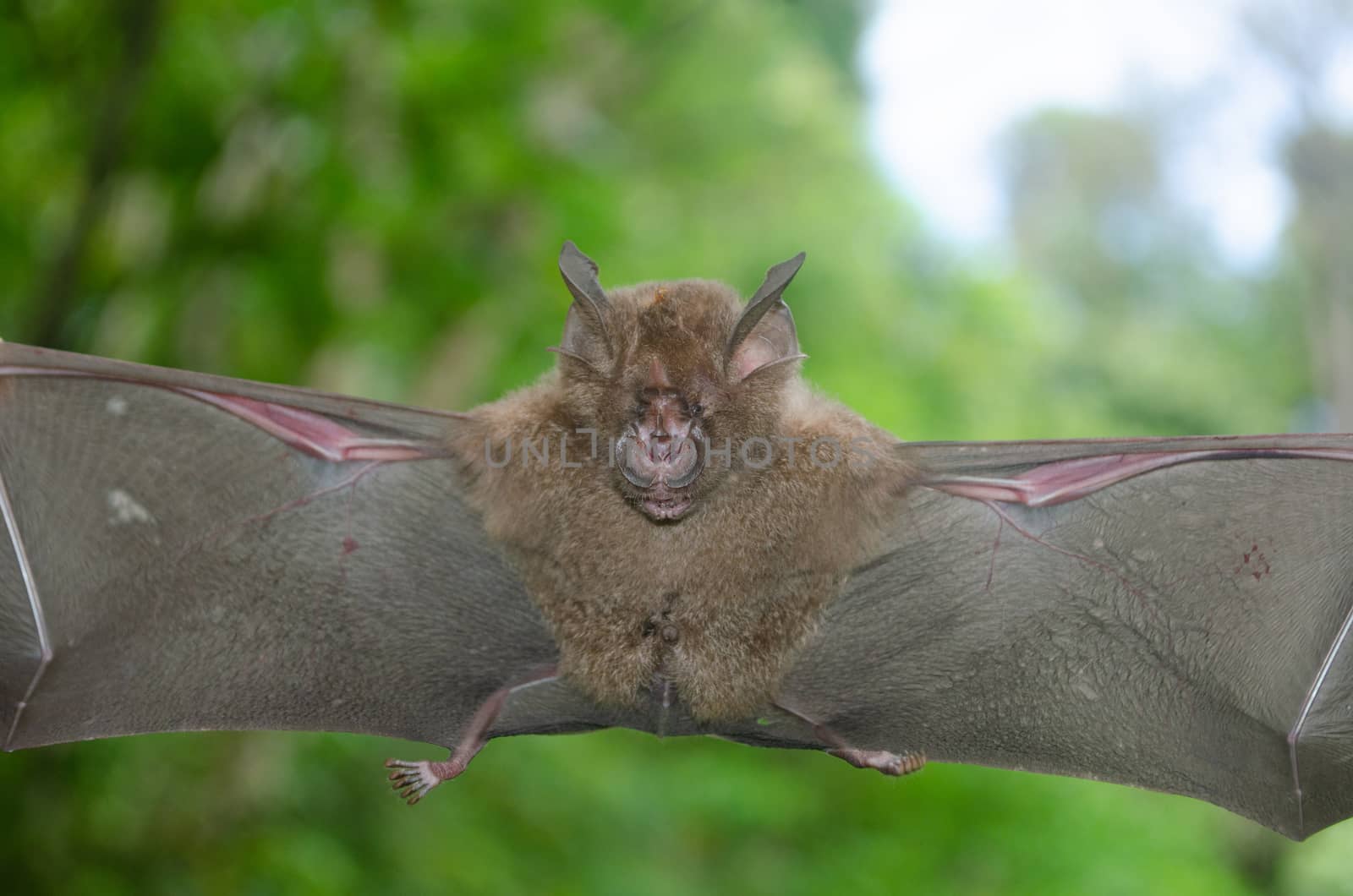 esser false vampire bat  are sleeping in the cave hanging on the ceiling period midday