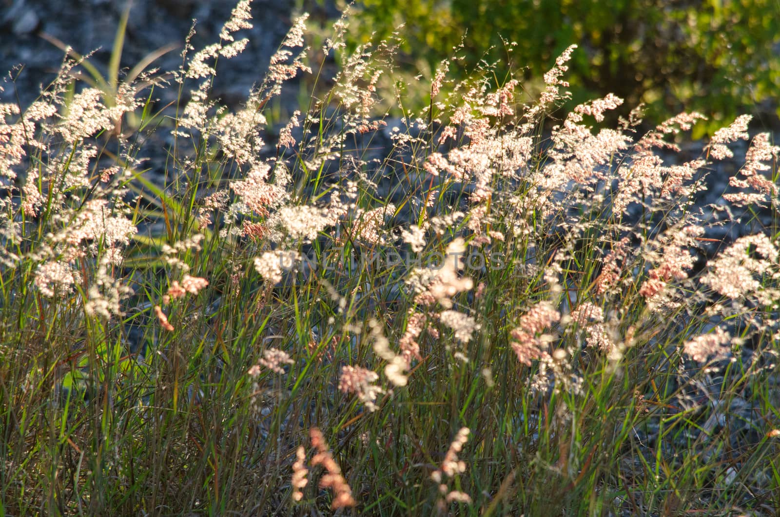 field of grass, pink flowers,  by visanuwit