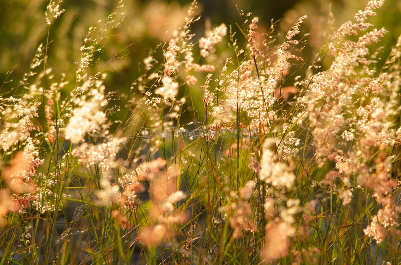 field of grass, pink flowers,  by visanuwit