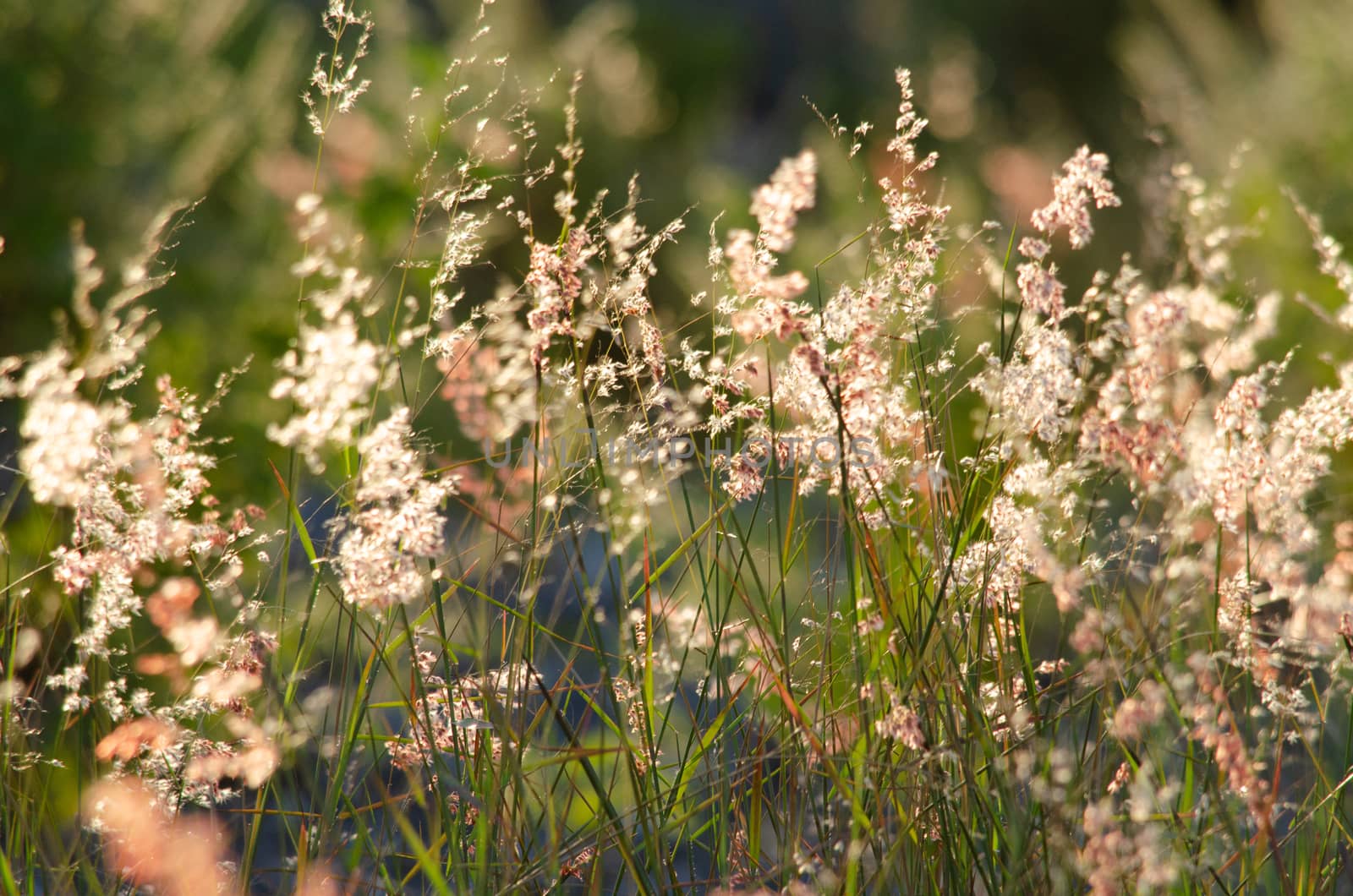 field of grass, pink flowers,  by visanuwit