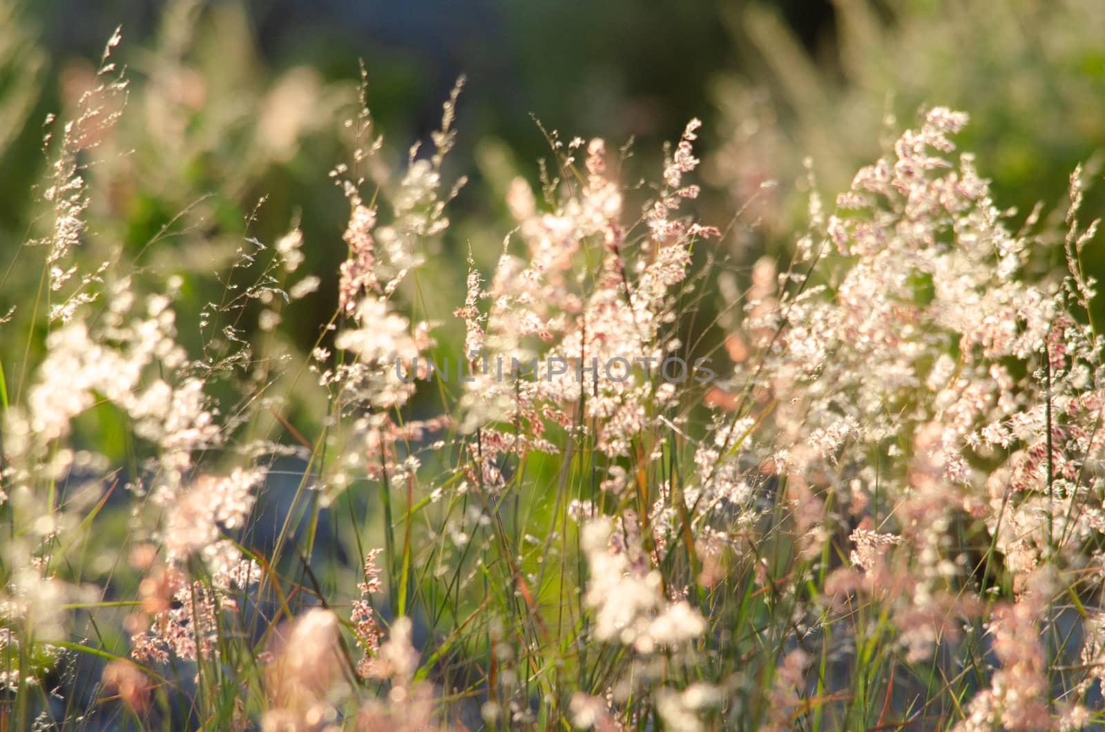 field of grass, pink flowers,  by visanuwit