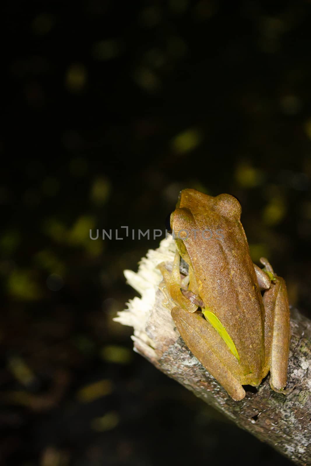 As the name implies, these frogs are typically found in trees