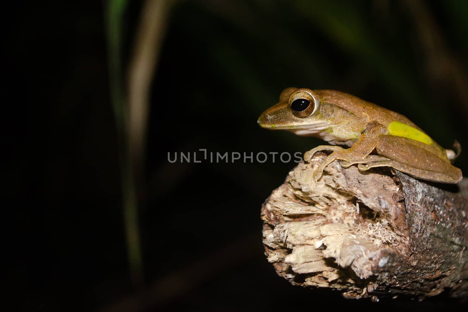 As the name implies, these frogs are typically found in trees