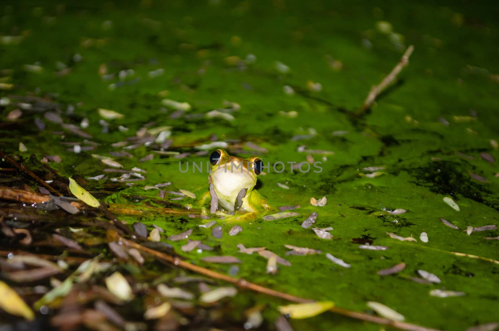 tree frog is yellow body ,like plant color by visanuwit