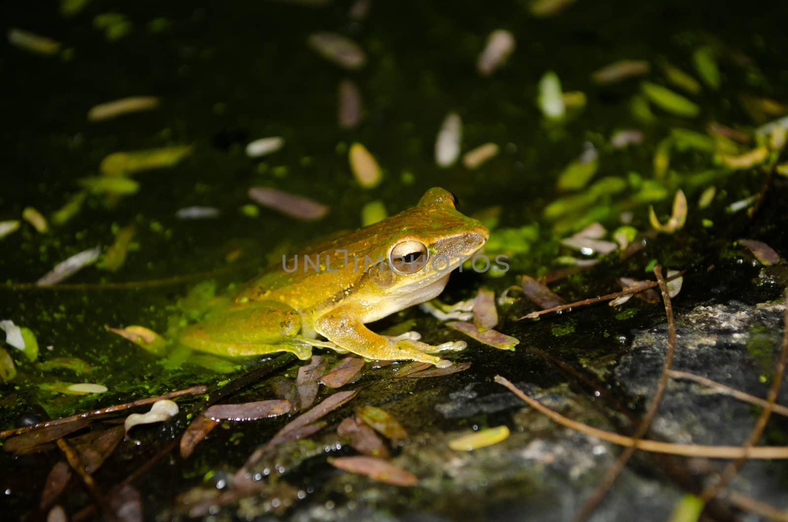 As the name implies, these frogs are typically found in trees