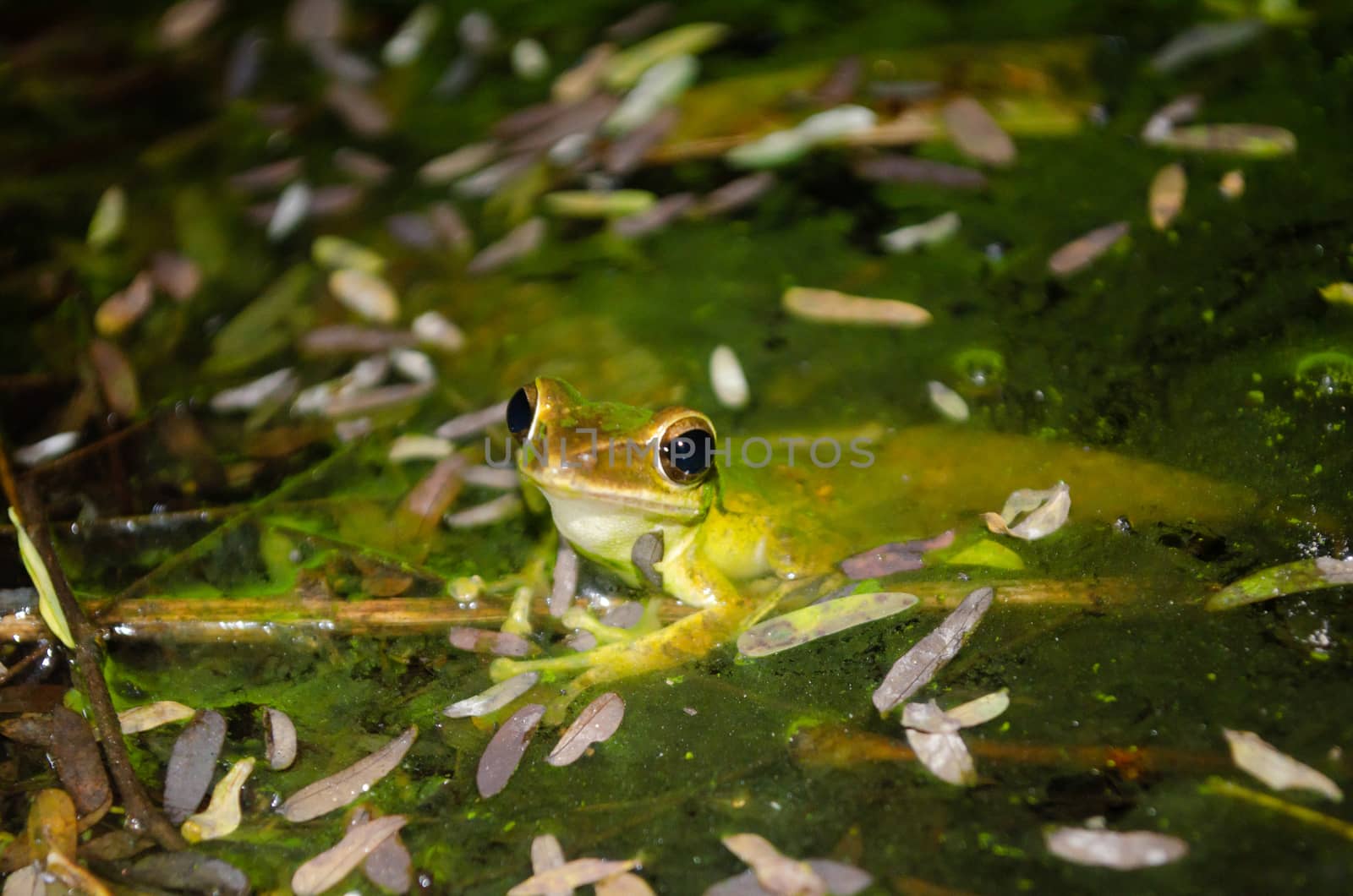 As the name implies, these frogs are typically found in trees