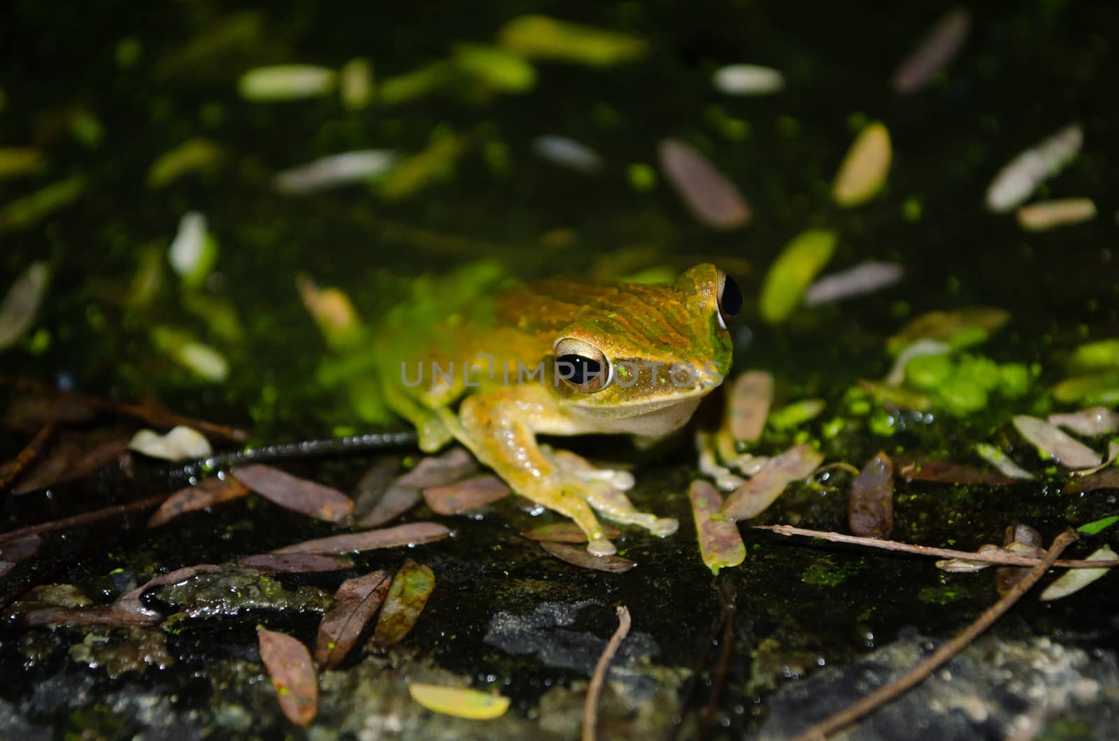 As the name implies, these frogs are typically found in trees