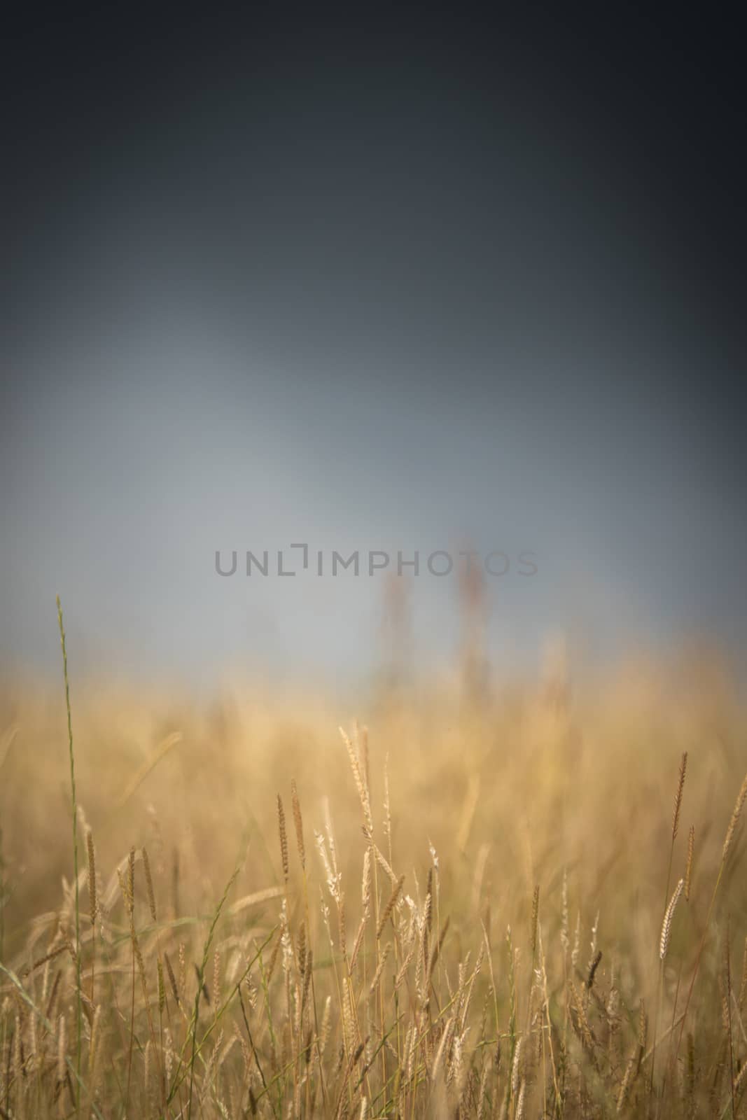 Very Shallow Focus Conceptual Image Of A Storm Brewing Over A Wheat Field With Copy Space