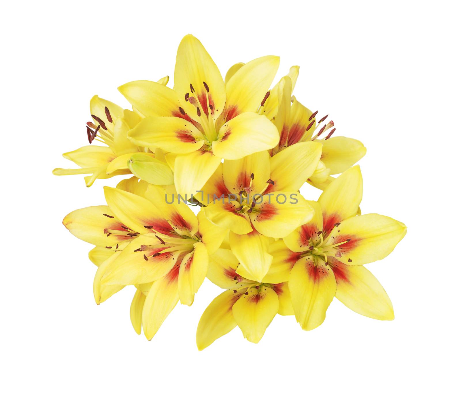 Bouquet of yellow lilies flowers isolated on a white background