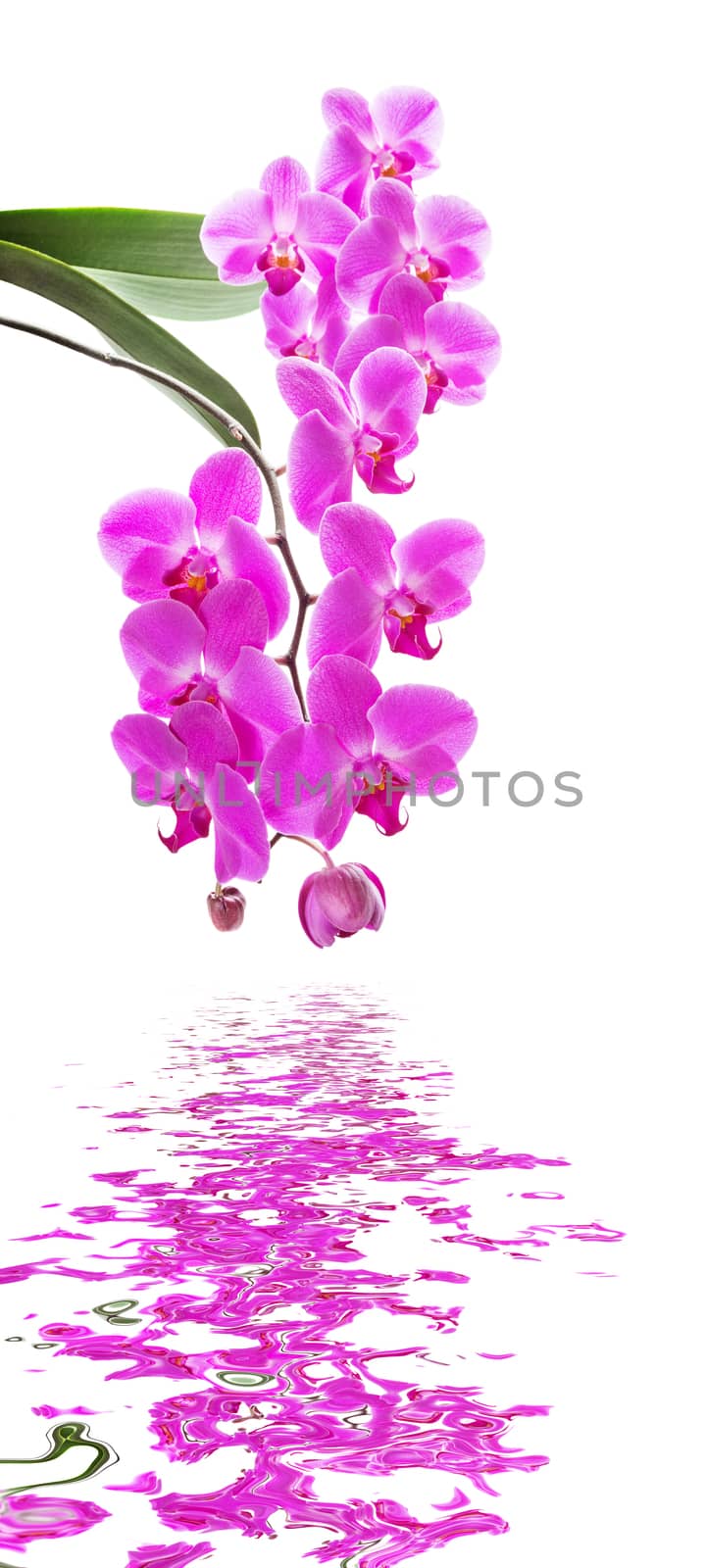 Beautiful pink orchid flowers with green leaves isolated on a white background