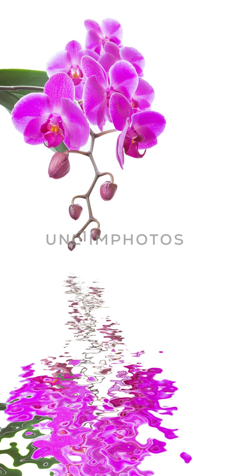 Pink orchid on a white background by Epitavi