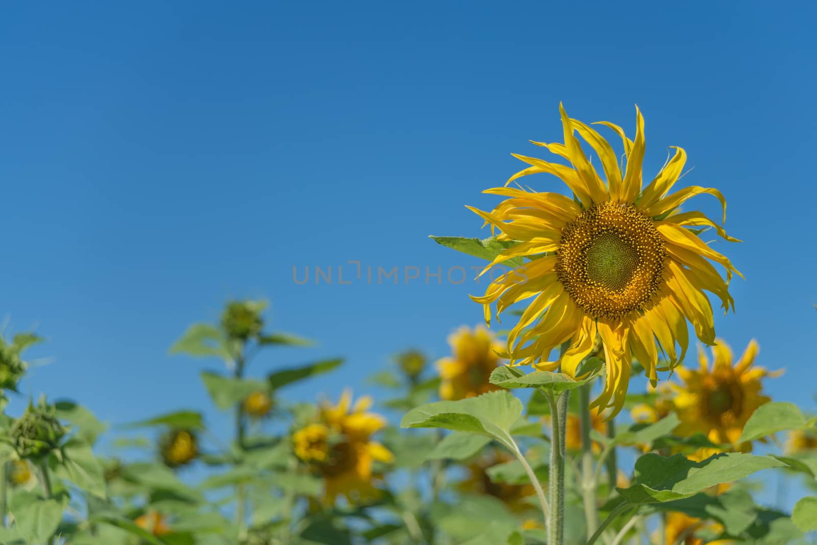 Bright yellow flower of sunflower in a field on the background of clear blue sky close-up