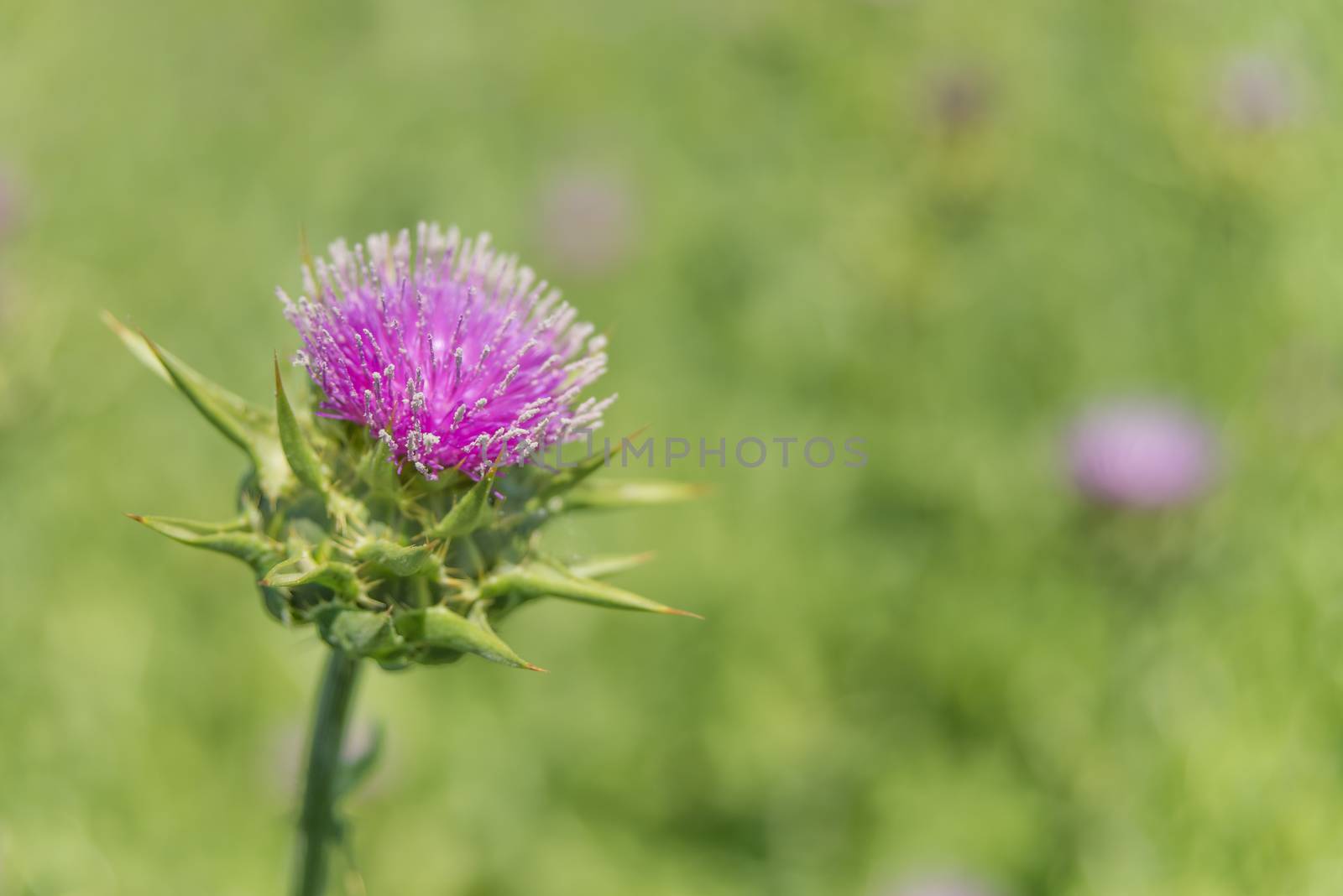Purple flower of the Milk thistle (lat. Carduus marianus L., Mariana mariana Hill) on the plantation close-up; raw material for medicament for the liver
