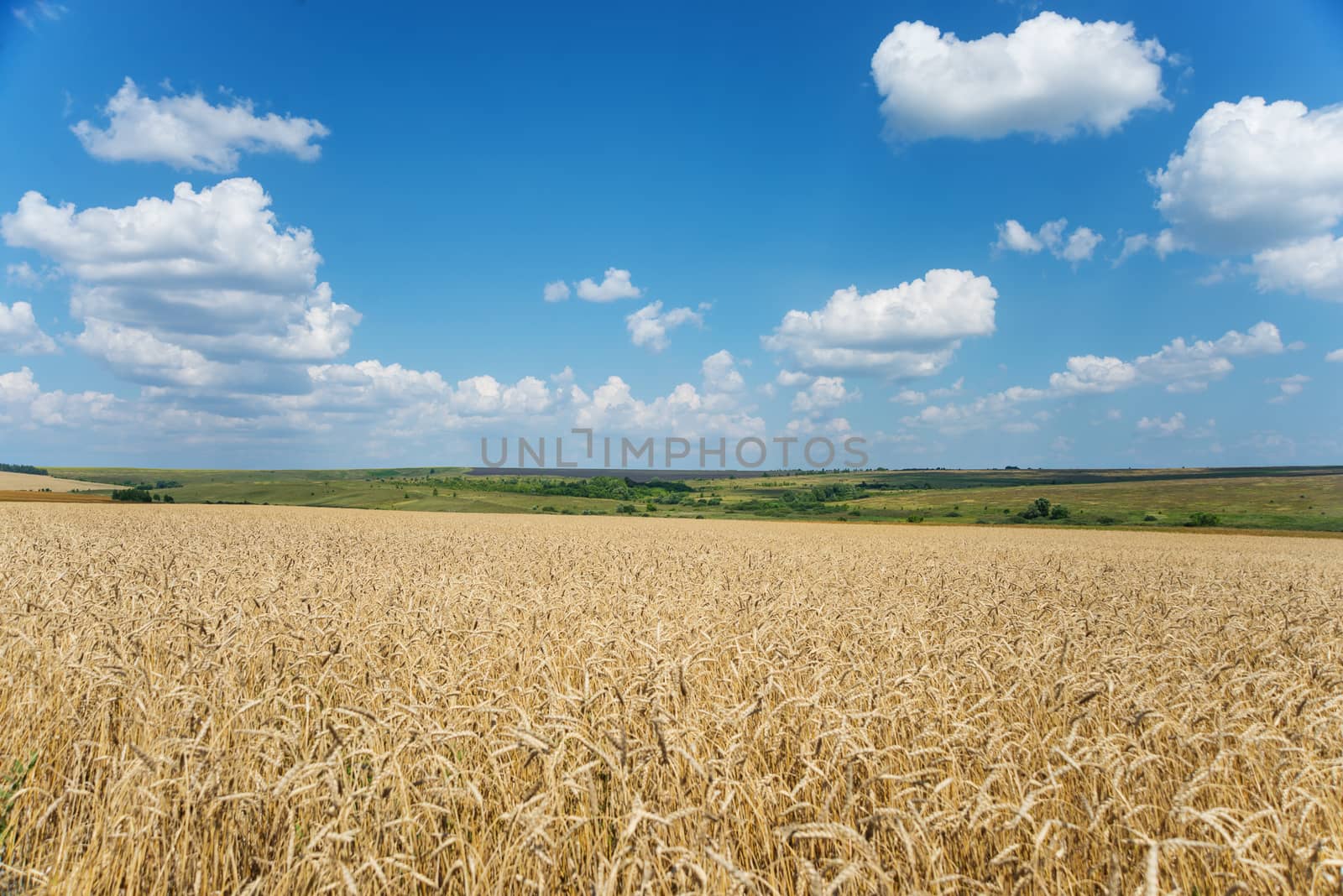 Beautiful rural landscape: a large field of ripe wheat and blue sky with white clouds