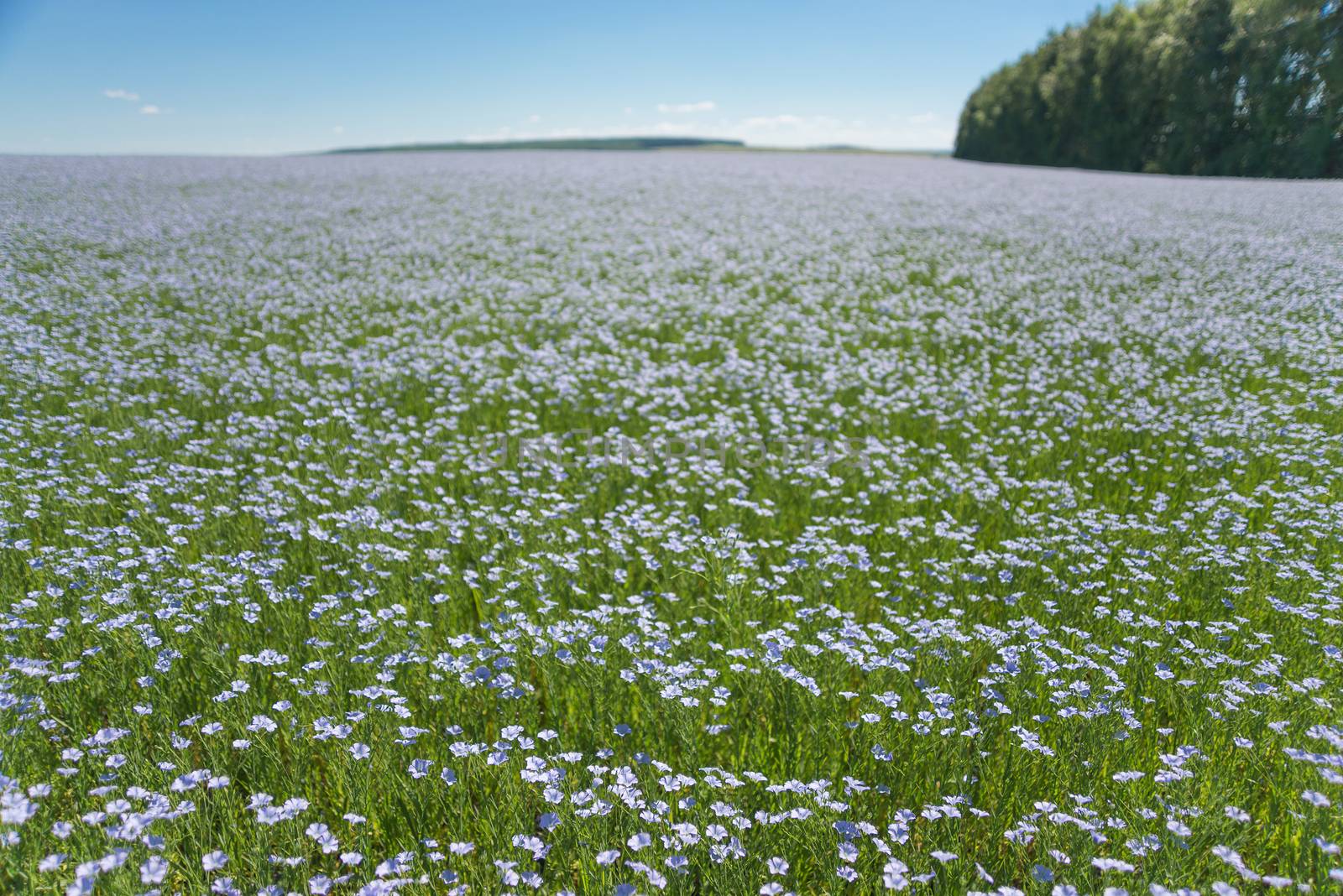 Vast blue field of blooming flax under the blue sky. Focus on the foreground