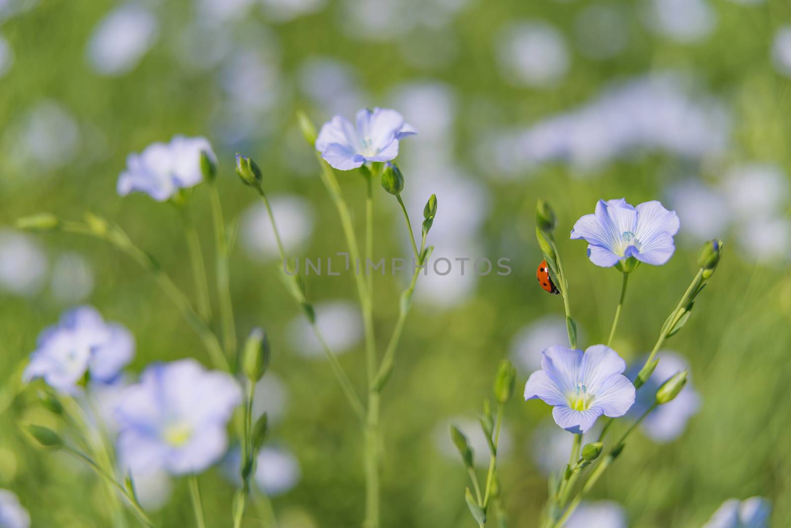 Blue flax flower closeup by Epitavi