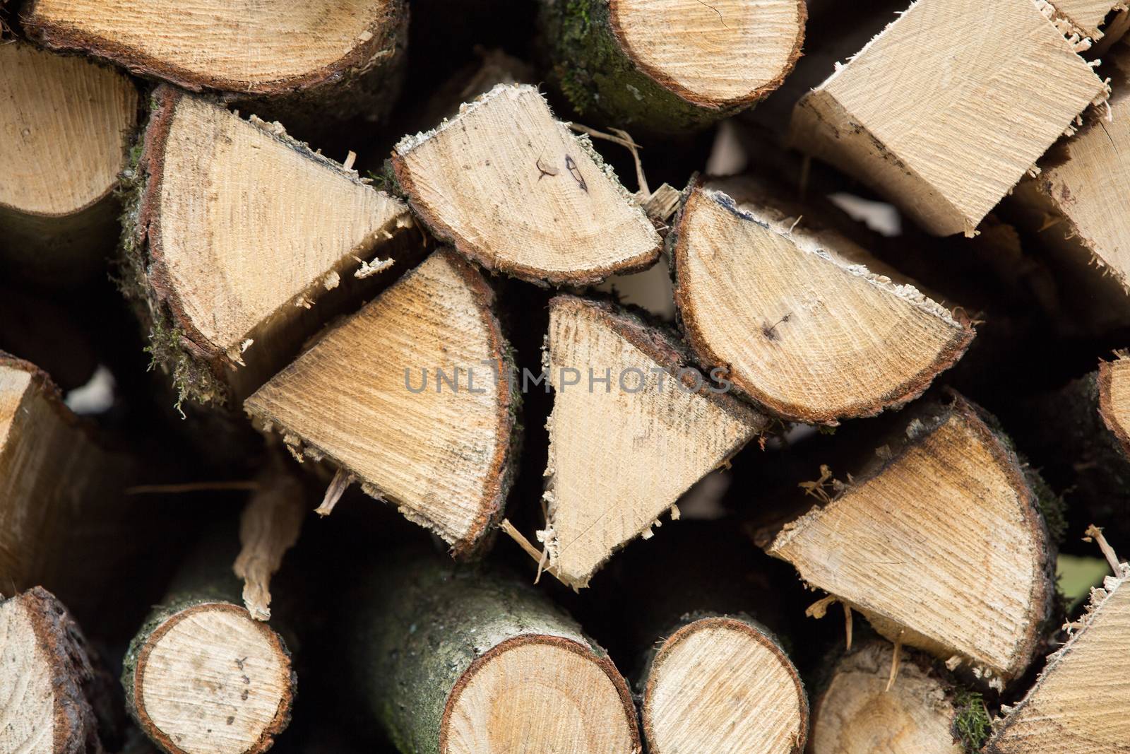 Pile of wood in the forest