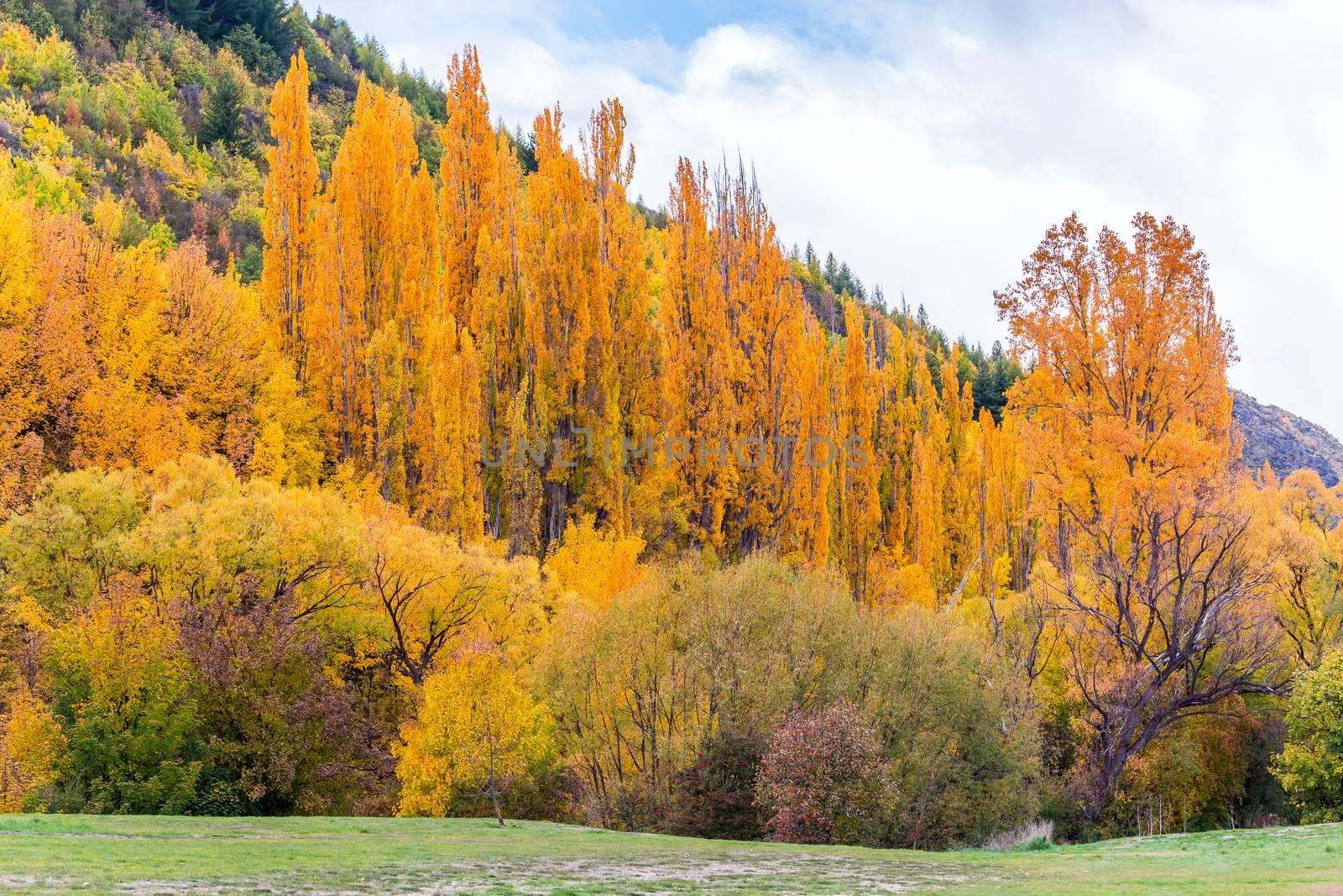 Colorful autumn foliage and green pine trees in Arrowtown by cozyta