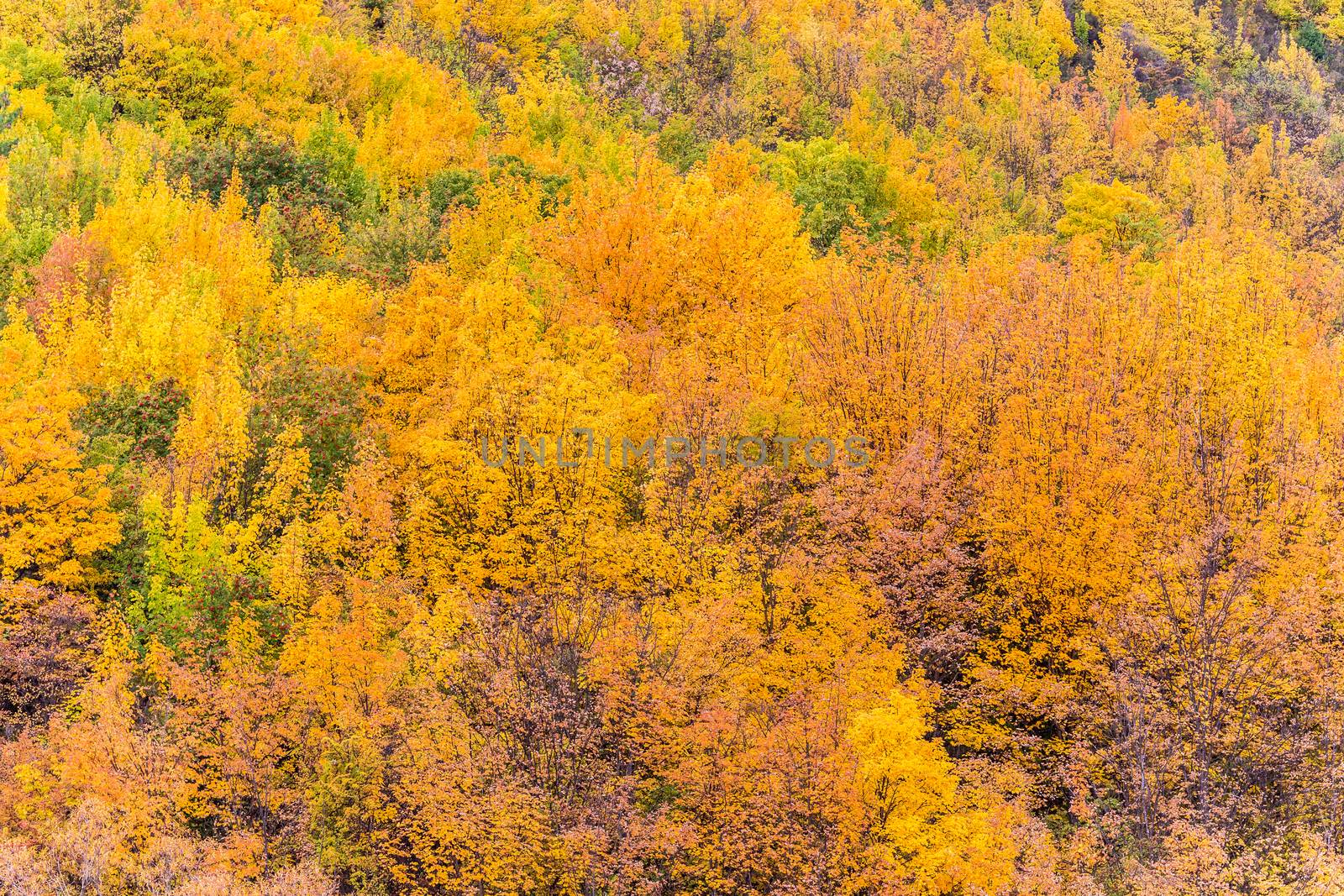 Colorful autumn foliage and green pine trees in Arrowtown, Central Otago, South Island, New Zealand.