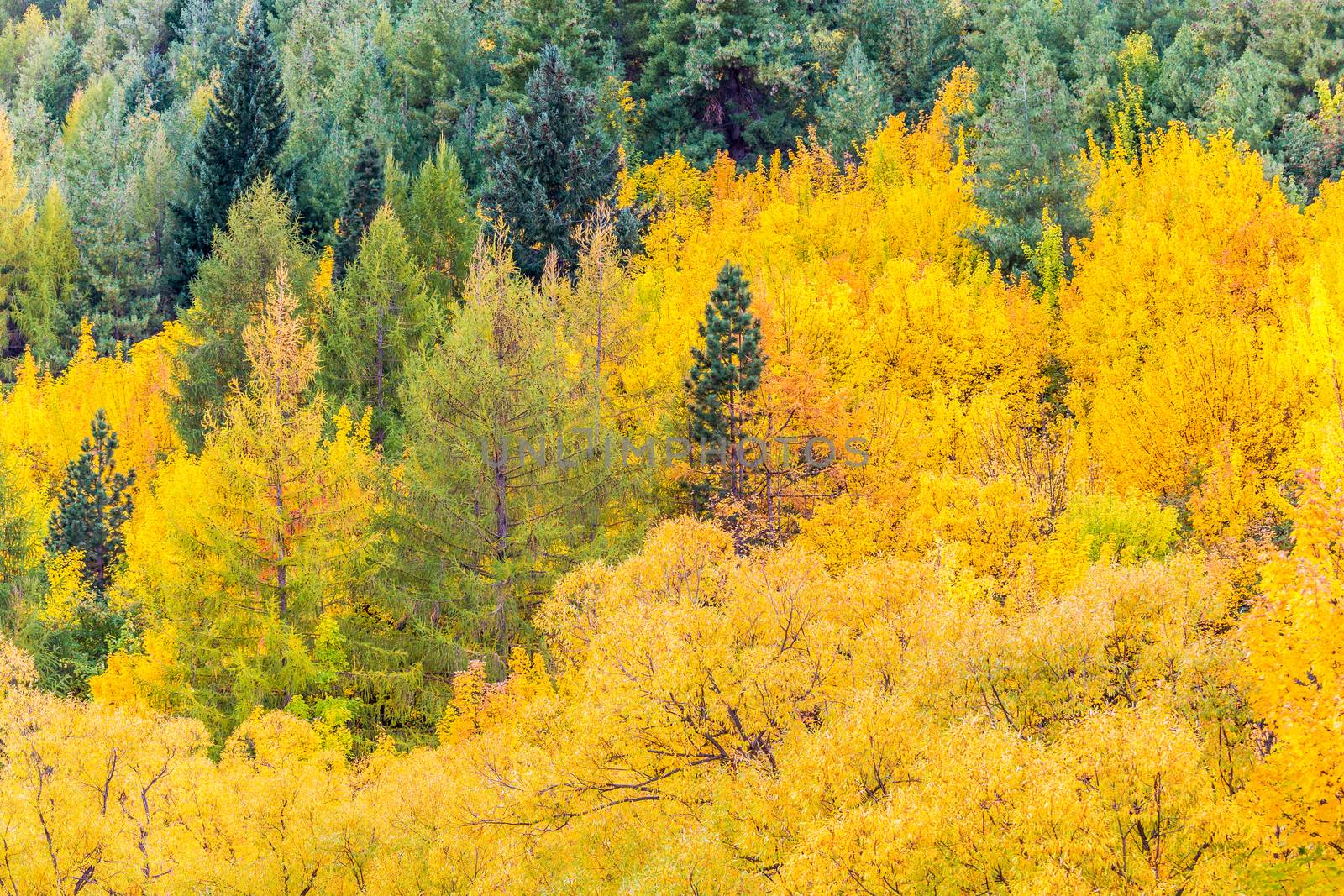 Colorful autumn foliage and green pine trees in Arrowtown by cozyta