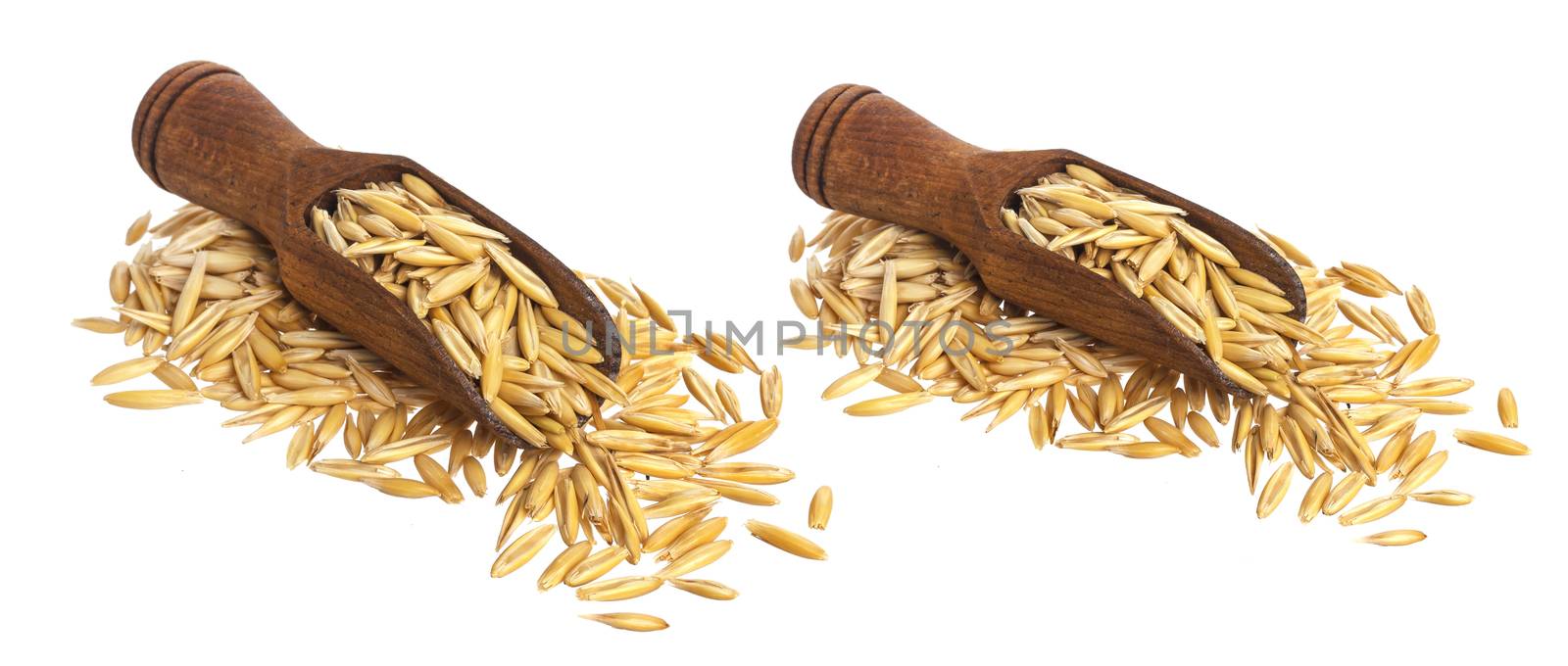 Oat seeds in scoop isolated on white background with clipping path