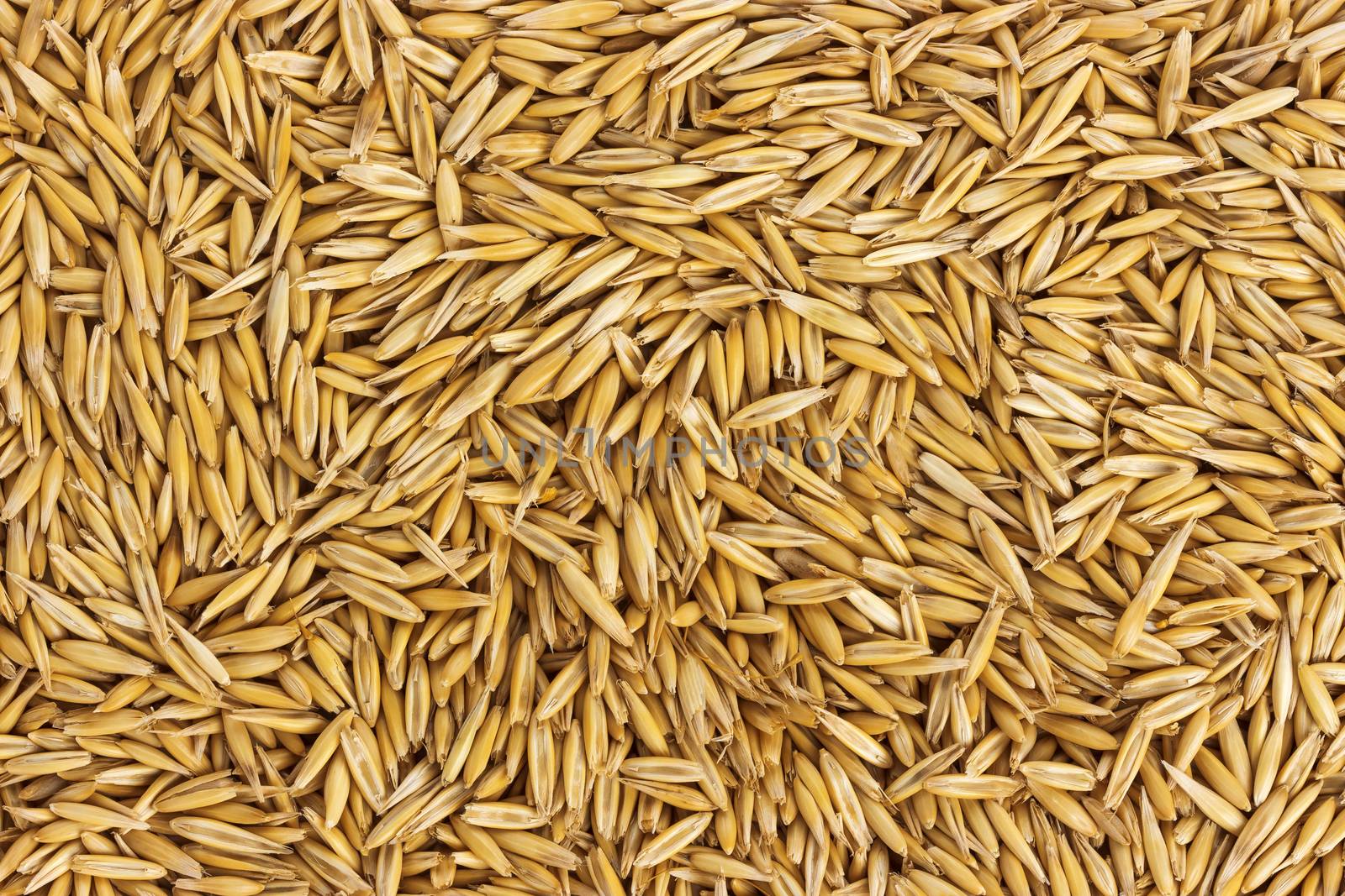 Texture oat seeds, oat grains background. Top view