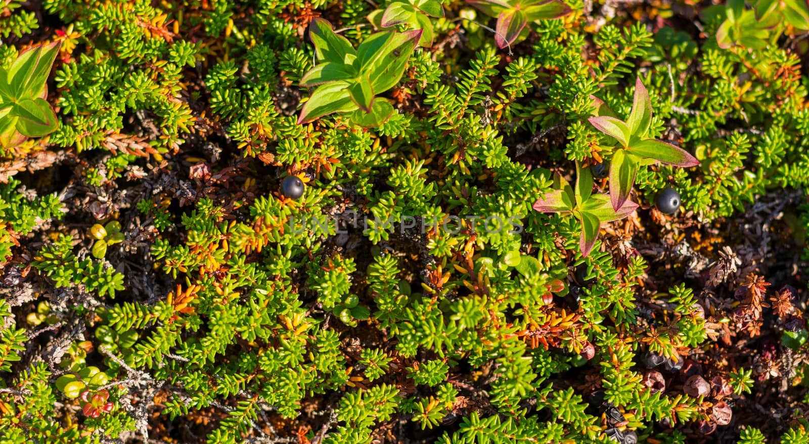 Background of crowberry thickets in coniferous leaves berries. Small black berries in leaves resembling needles. Medicinal plant of Murmansk region. Black crow berries help with fatigue