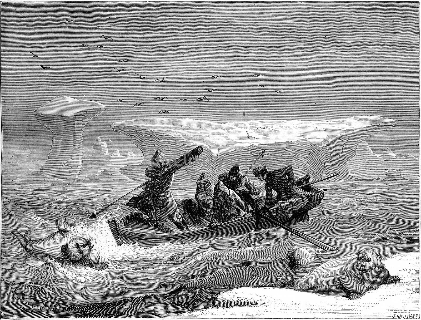 Attacked by walruses, boat, vintage engraving. by Morphart