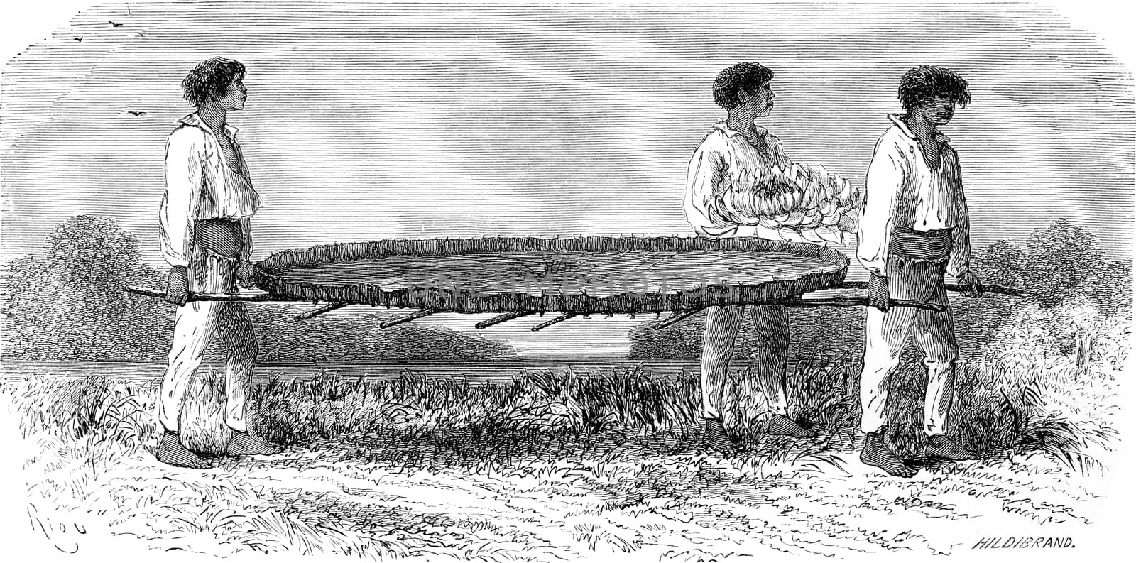 Transporting a sheet of Nymphaea, vintage engraved illustration. Le Tour du Monde, Travel Journal, (1865).