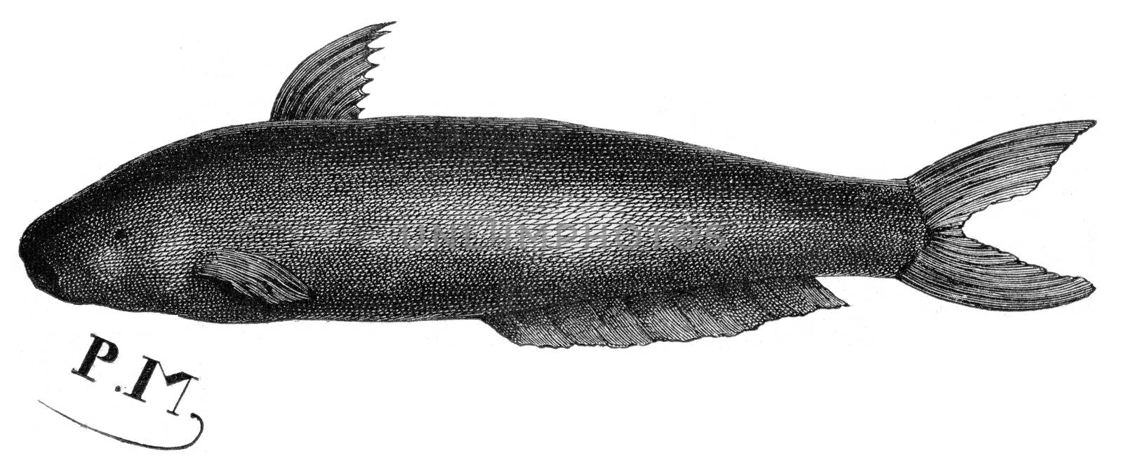 Candiru fish, vintage engraving. by Morphart