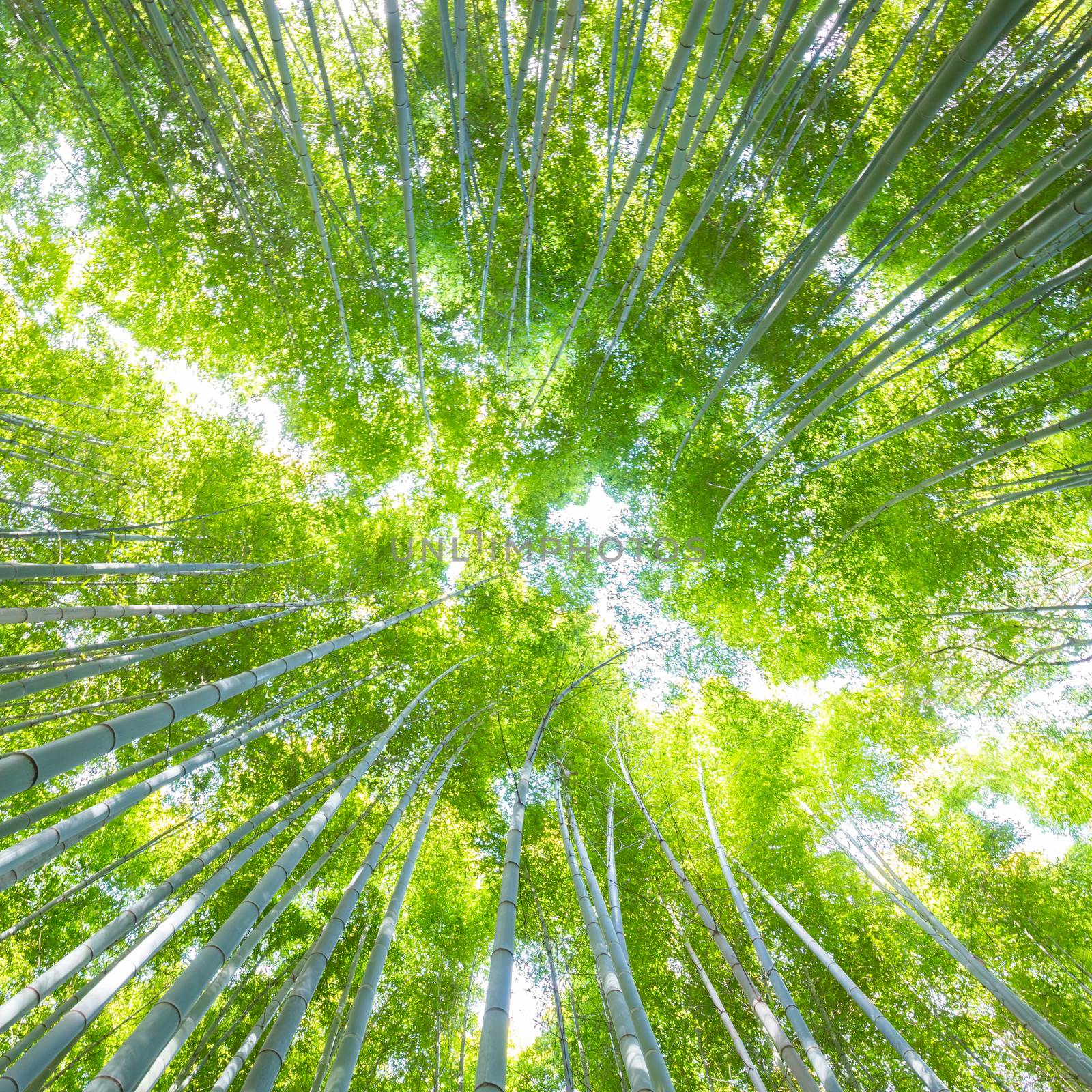 Lush vegetation in famous tourist site Bamboo forest, Kyoto, Japan. by kasto