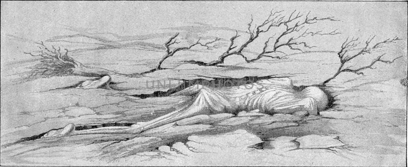 A victim of the tidal wave caused by the eruption of Krakatoa, vintage engraved illustration. From the Universe and Humanity, 1910.

