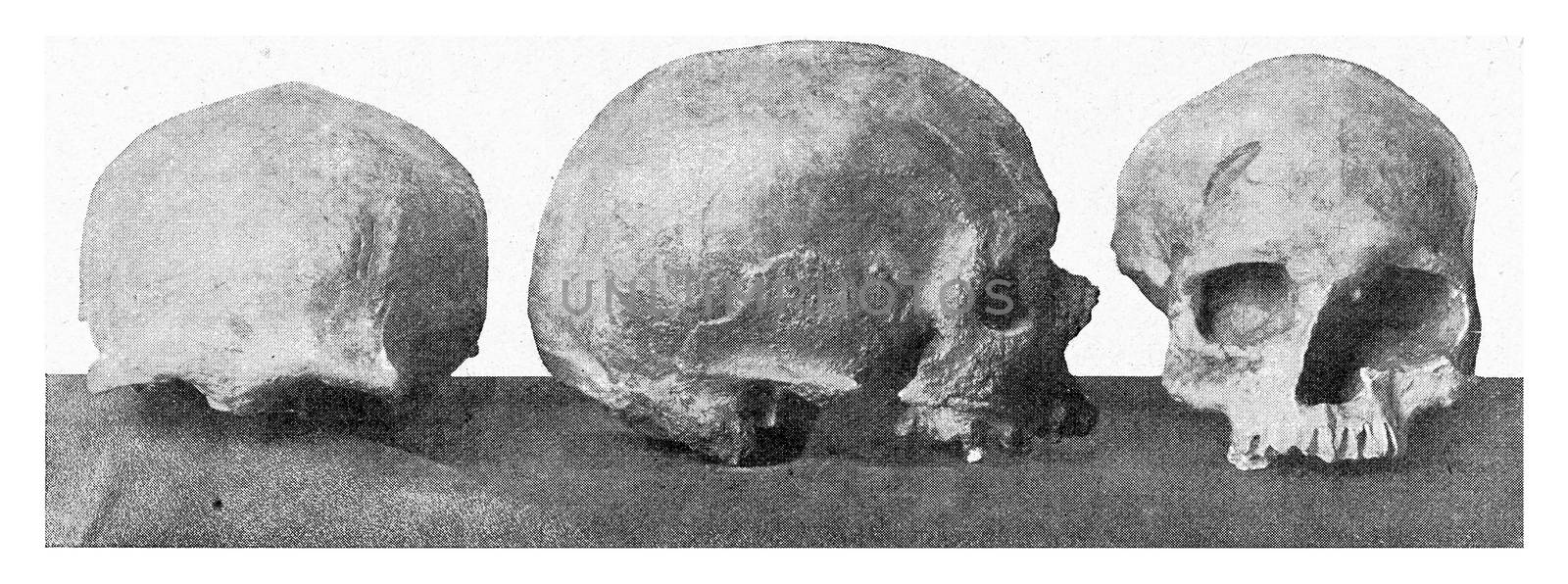 Crumbling skull of Cro magnon in the valley of the Vezere, vintage engraved illustration. From the Universe and Humanity, 1910.

