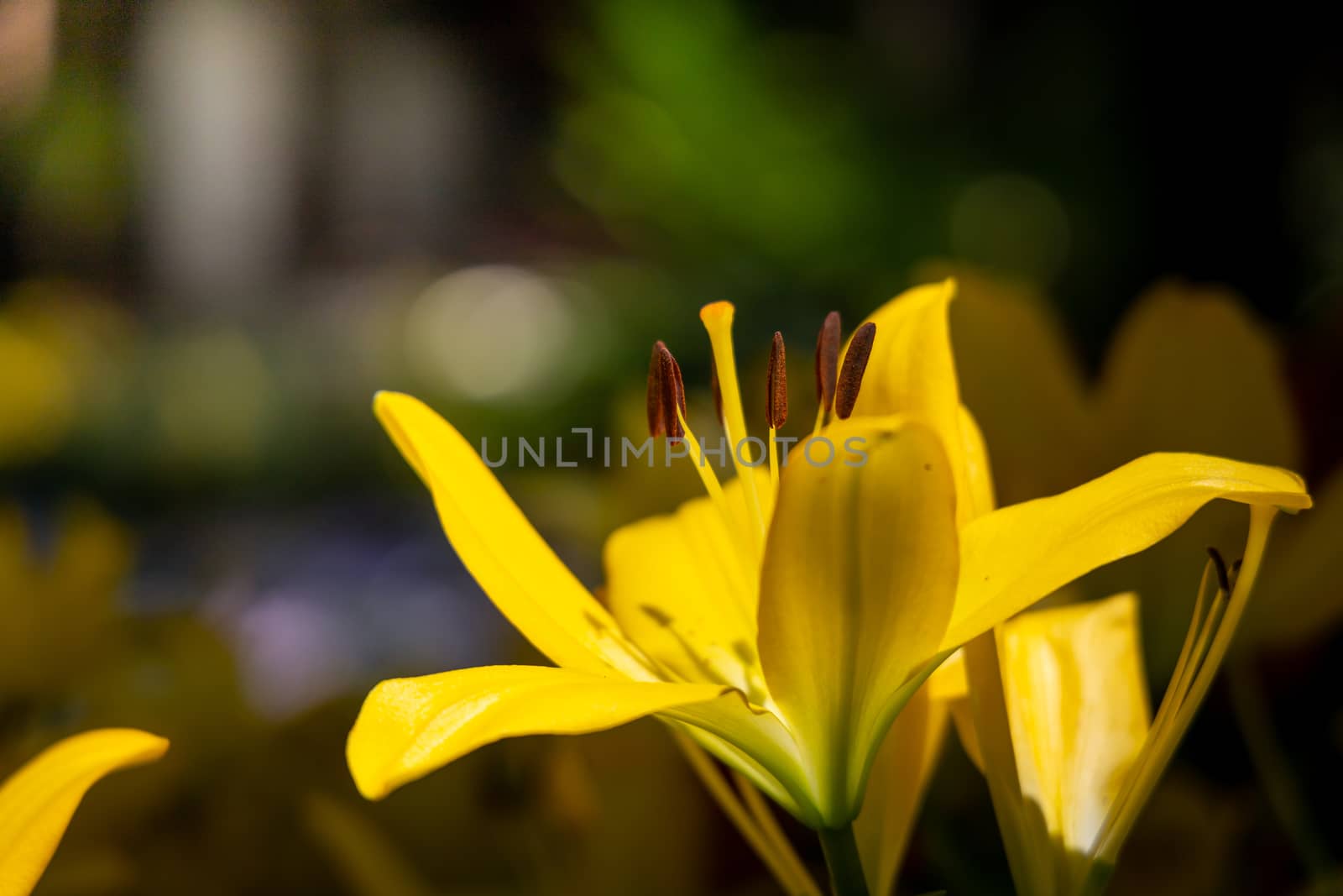 The background image of the colorful flowers, background nature