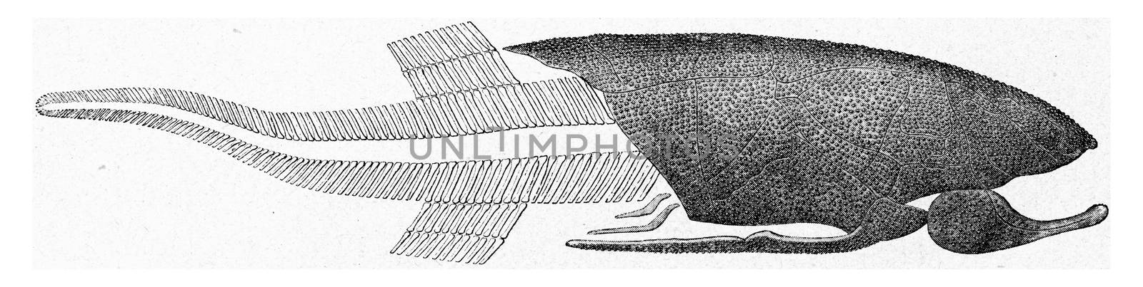 Reconstitution of a Devonian fish, vintage engraved illustration. From the Universe and Humanity, 1910.
